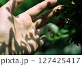 日差しに手をかざす女性の手 127425417