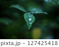 葉についた水滴 127425418