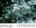 モノクロの雨 127425419