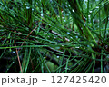 朝露に濡れる松の葉 127425420