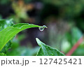 葉についた水滴 127425421