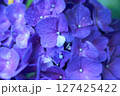 青い紫陽花 127425422