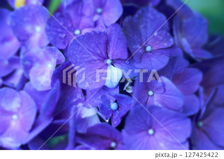 青い紫陽花 127425422