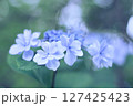青いガクアジサイ 127425423
