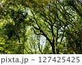新緑の季節の樹木を撮影した写真 127425425