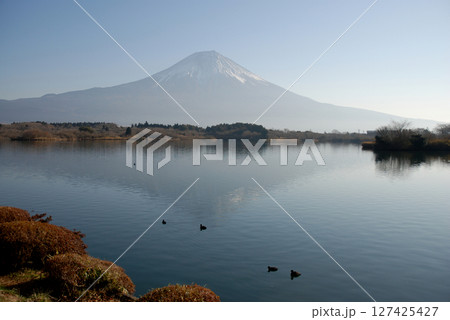 Mt. Fuji from Shoji lake 富士五湖・精進湖の静かな湖畔から眺める冬の富士山 127425427