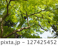 鮮やかな新緑 127425452