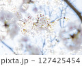 ふんわりとした桜の花 127425454