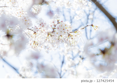 ふんわりとした桜の花 ふんわりとした桜の花 127425454