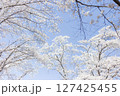 青空に映える満開の桜 127425455