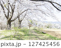 桜の木 127425456