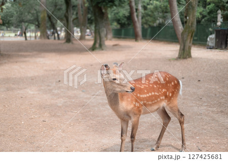 A little deer is walking. A little deer is walking. 127425681
