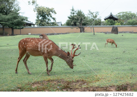 A little deer is walking. 127425682