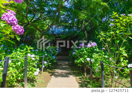 本土寺 赤門前の紫陽花の風景 本土寺 赤門前の紫陽花の風景 127425711