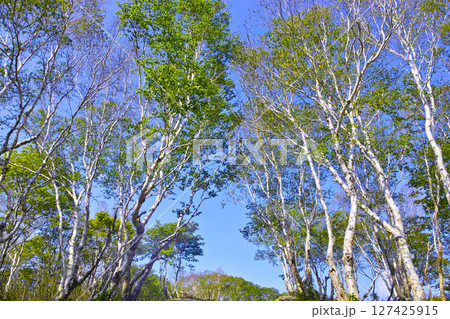 青森県八甲田、新緑のダケカンバの林 127425915