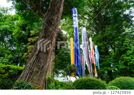屋敷林の鯉のぼり 127425959