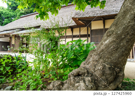 茅葺屋根と新緑 茅葺屋根と新緑 127425960