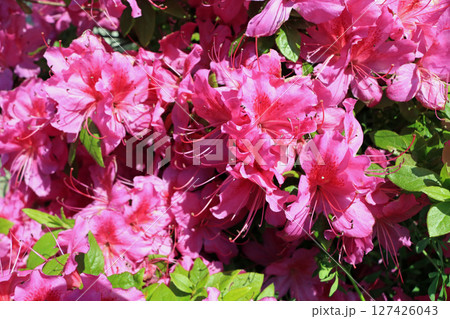 オオムラサキツツジ、イメージ オオムラサキツツジ、イメージ 127426043