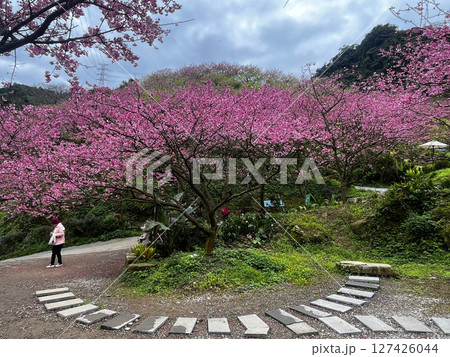 桜 さくら サクラ 127426044