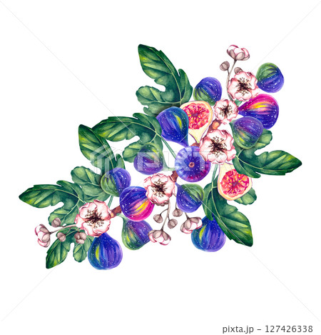 Fig watercolor botanical illustration isolated 127426338