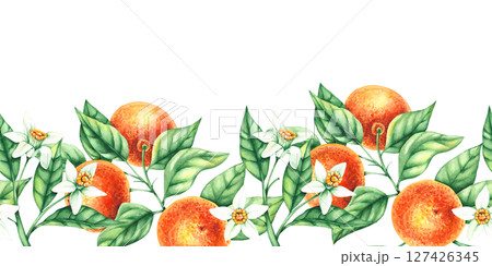 Mandarin watercolor botanical illustration isolated 127426345