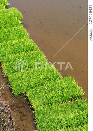 苗 水田 稲 127426423