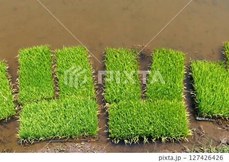 苗 水田 稲 127426426