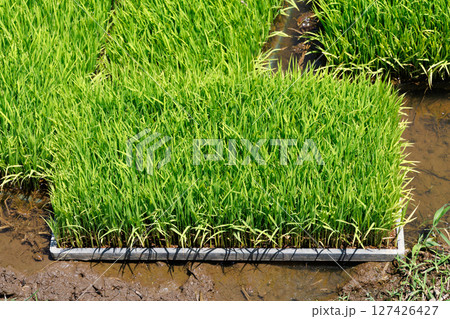 苗 水田 稲 苗 水田 稲 127426427