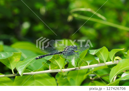明るい春の日差しを受け高枝にヤマサナエトンボ成虫(雄・自然環境下昆虫類ストロボマクロ撮影) 明るい春の日差しを受け高枝にヤマサナエトンボ成虫(雄・自然環境下昆虫類ストロボマクロ撮影) 127426706