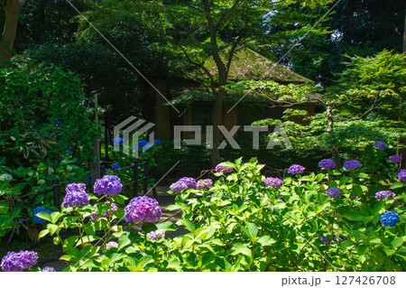 本土寺 紫陽花が咲く風景 本土寺 紫陽花が咲く風景 127426708