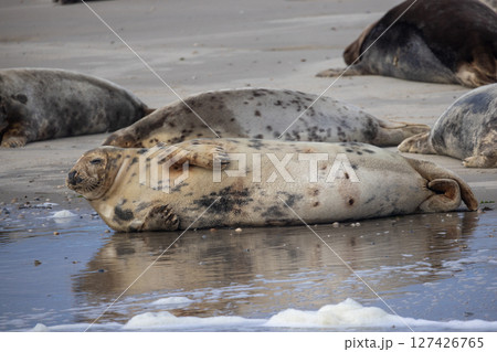 Serene Seals Enjoying a Relaxing Day Lazing on the Beautiful Shoreline by the OceanEierland, De 127426765