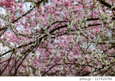 Blooming Cherry Blossoms in Spring A Captivating Natures Canvas Displaying Beauty and Artistry 127426766