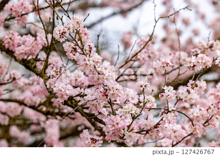 The Beautiful Blooming Cherry Blossom Branches in Spring Create Enchanting Scenery 127426767