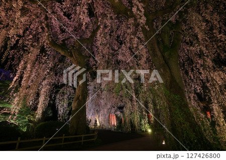 春のライトアップされた夜のしだれ桜 127426800