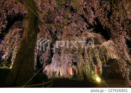 春のライトアップされた夜のしだれ桜 127426801