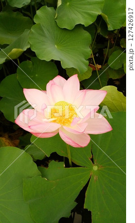 葉の間から顔を出した蓮の花 ピンク 127426917