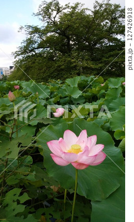 池の中の蓮の花 ピンク色 127426918