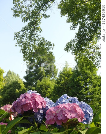 梅雨の晴れ間に咲く紫陽花 127426919