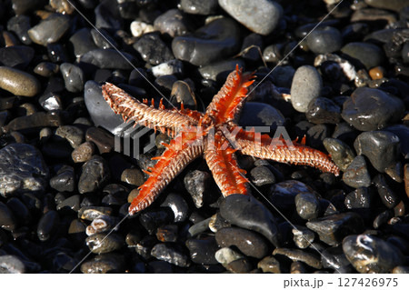 海岸に漂着したトゲモミジガイ 127426975