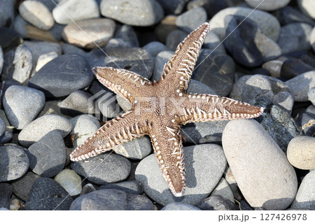 海岸に漂着したトゲモミジガイ 127426978