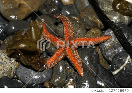 海岸に漂着したトゲモミジガイ 127426979