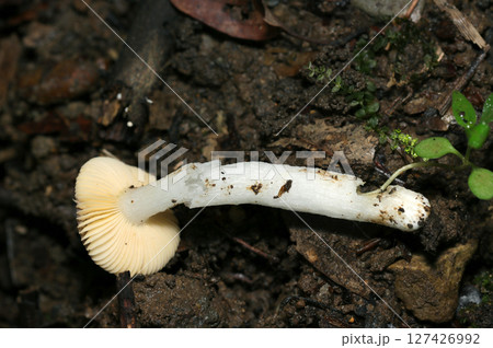 湿潤な森の土壌から抜いたベニタケ属茸の全体象(自然環境下ストロボマクロ撮影) 湿潤な森の土壌から抜いたベニタケ属茸の全体象(自然環境下ストロボマクロ撮影) 127426992