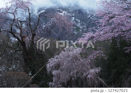 白馬村の寺の桜と雪の残る山肌 127427025
