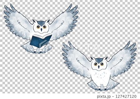 owl owl 127427120