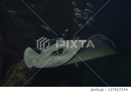 悠々と泳ぐホシエイ 127427244