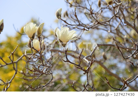 ハクモクレンの花　満開 127427430