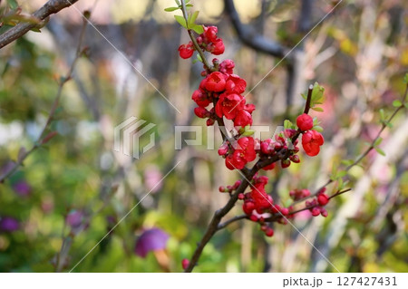 ボケの花 ボケの花 127427431