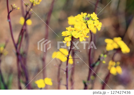 コウサイタイの花 コウサイタイの花 127427436