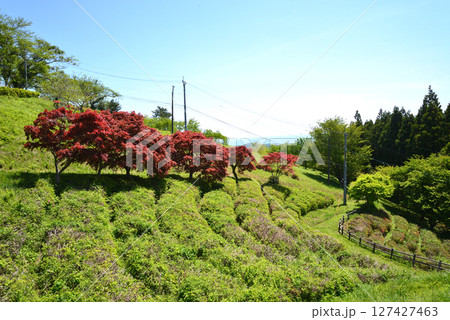 童謡の森ふれあいパーク　2025-5-3　＃60 127427463