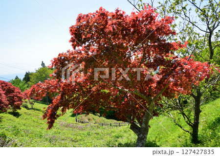 童謡の森ふれあいパーク　2025-5-3　＃62 127427835